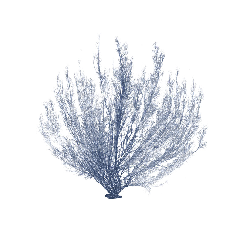«Marine Seaweed VI», peinture sur toile, H 12 po x l 12 po