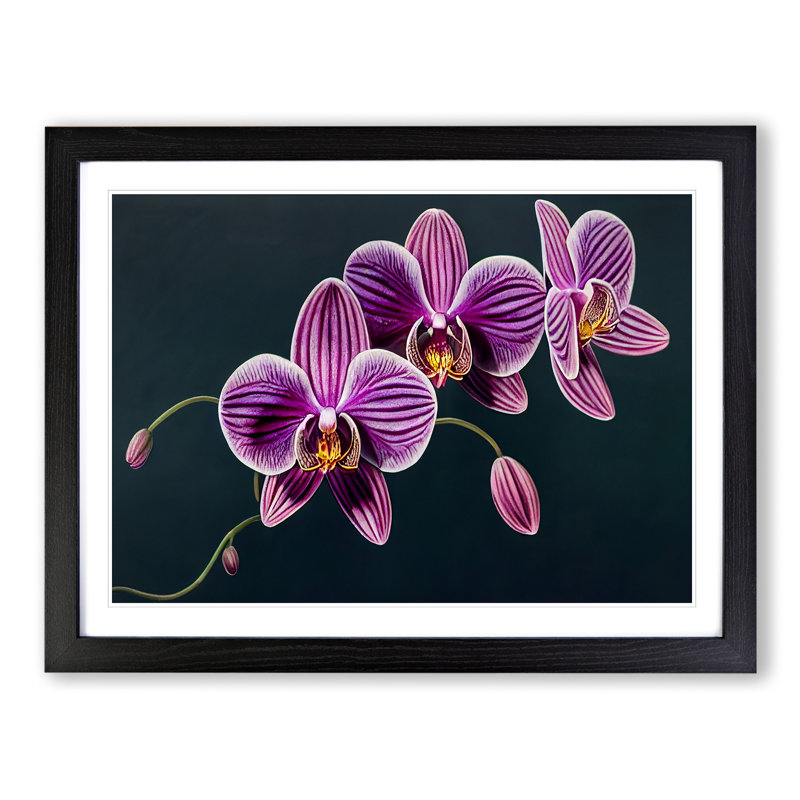 Sensational Orchid Flowers - Framed Print, Black, 46cm H x 64cm W x 2cm D
