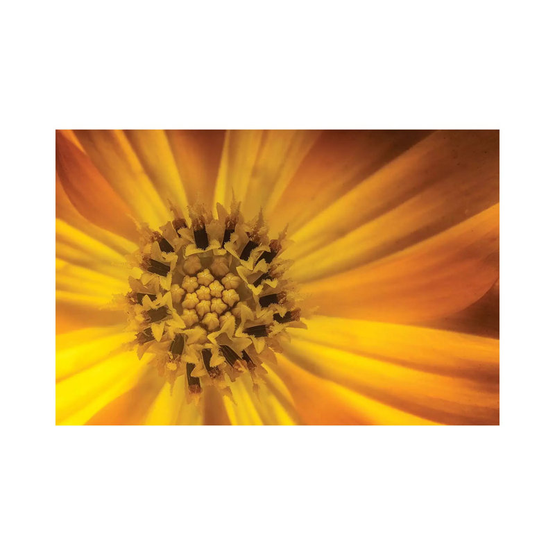 Sunflower by Glauco Meneghelli - Wrapped Canvas Print, 66.04 cm H x 45.72 cm W x 3.175 cm D