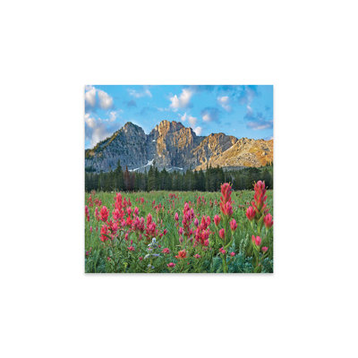 " Paintbrush Flowers, Albion Basin, Wasatch Mountains, Utah " by Tim Fitzharris