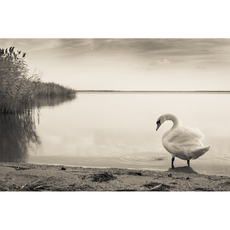 Gloomy Swan Lake - Wrapped Canvas Print, 30cm H x 46cm W x 3.8cm D