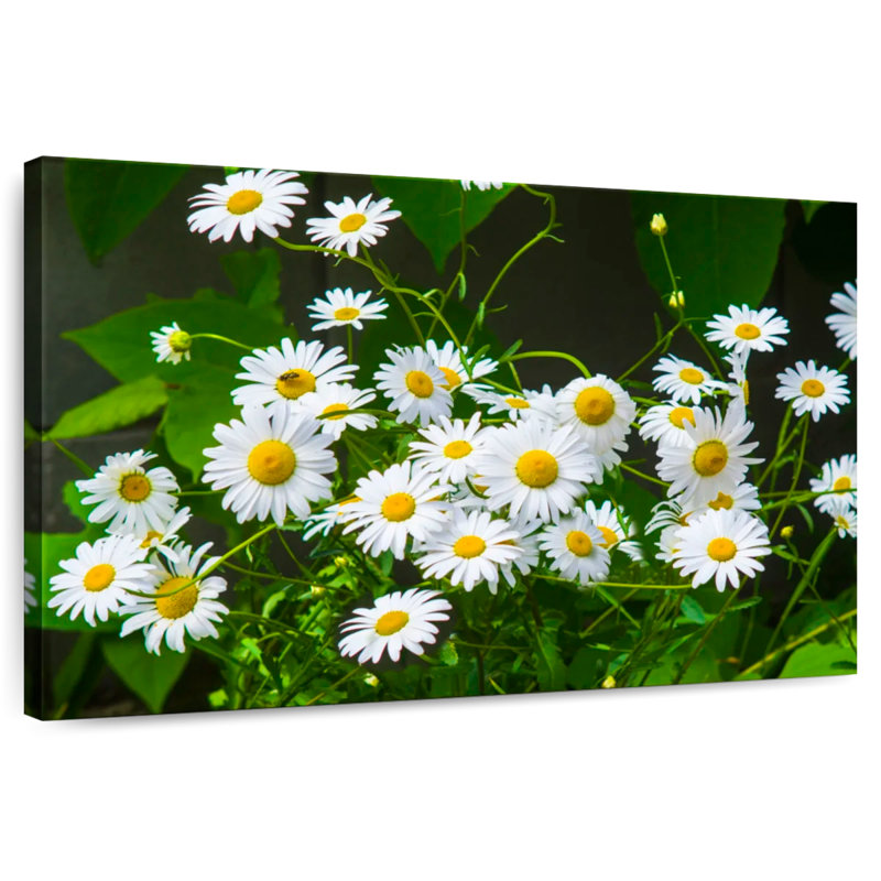 Fleurs de camomille Harnek, H 16 po x l 24 po