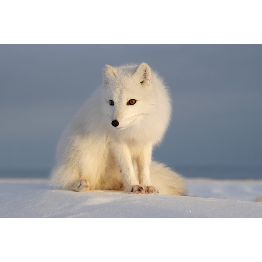 Polar Fox von DmitryND - Kunstdrucke auf Leinwand ohne Rahmen