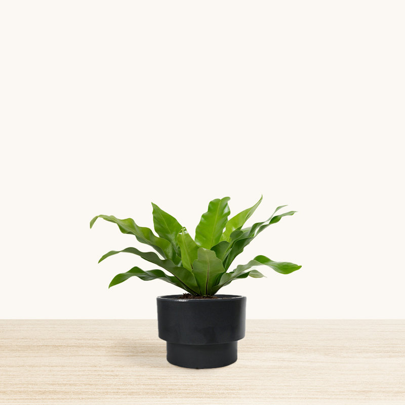 Williard Pot Planter, Black, 12" H x 11.4" W x 11.4" D
