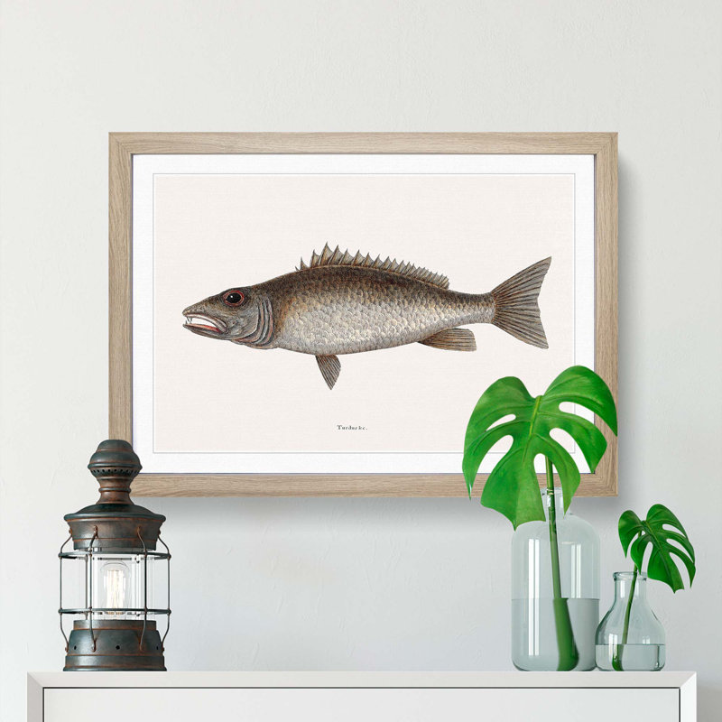 Mangrove Snapper Fish by Mark Catesby - Picture Frame Painting Print, 40cm H x 60cm W x 2cm D, Oak