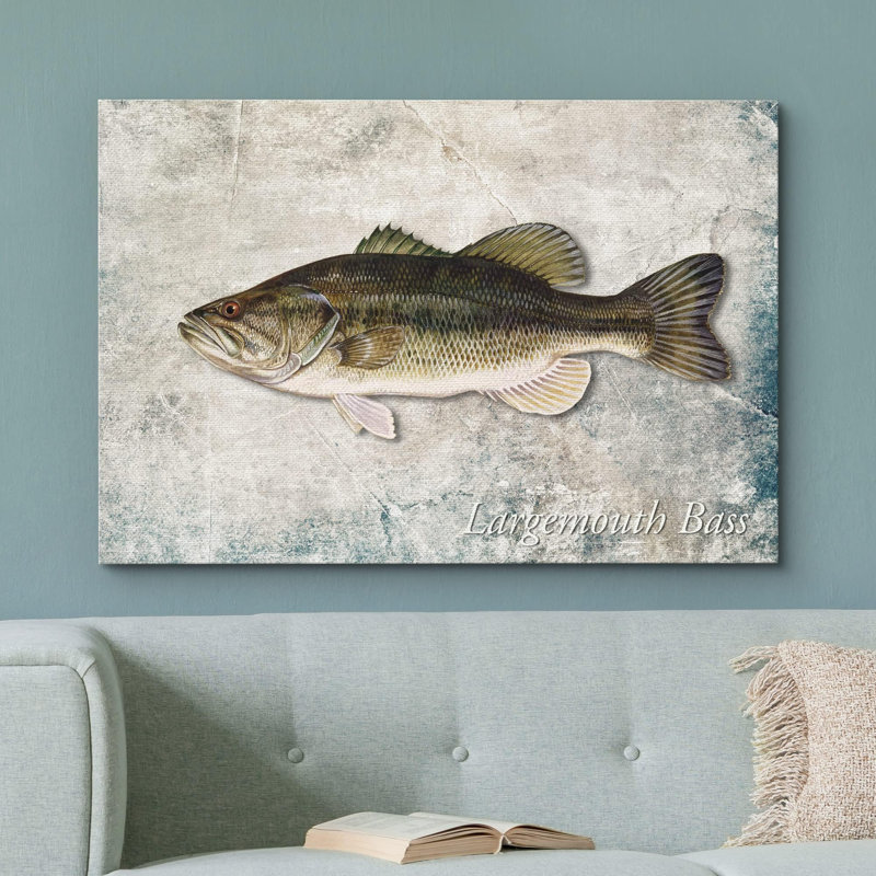 "Bar achigan à grande bouche sur fond de granit vie marine" sur, H 24 po x l 36 po, Toile tendue