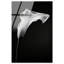 Calla Lily II by Oliver Gal-1397512857-1397512869