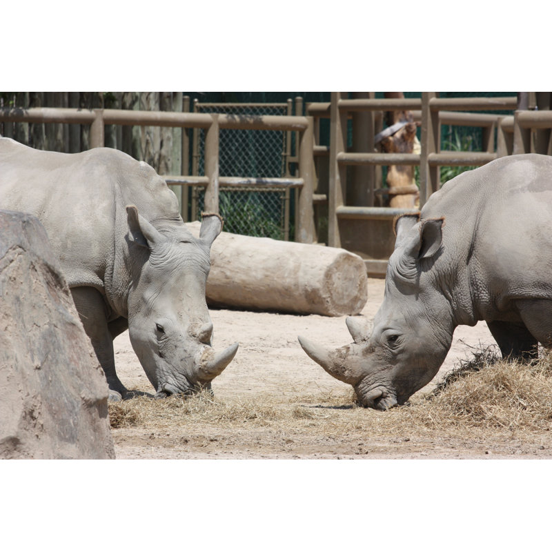 Deux rhinocéros - photographie sur toile tendue, L 12 po x H 8 po