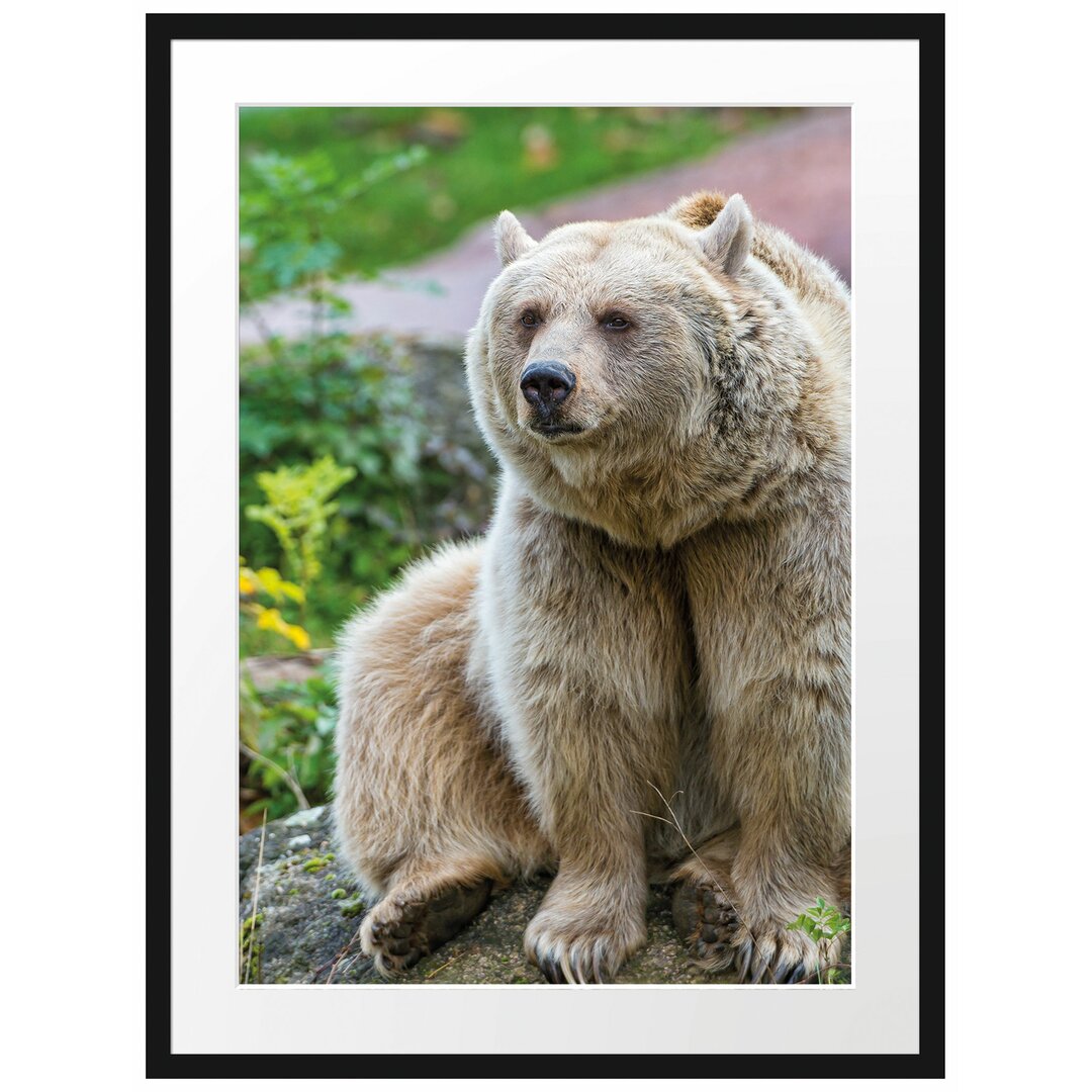 Gerahmtes Poster Niedlicher Grizzlybär auf Stein