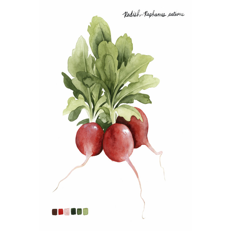 Root Vegetable IV by Grace Popp - Wrapped Canvas Art Prints, 30cm H x 20cm W