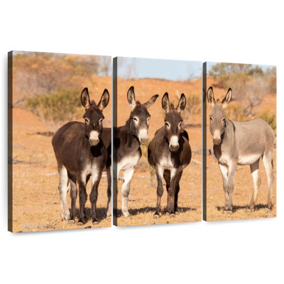 Ânes de Brampt dans l’Outback australien