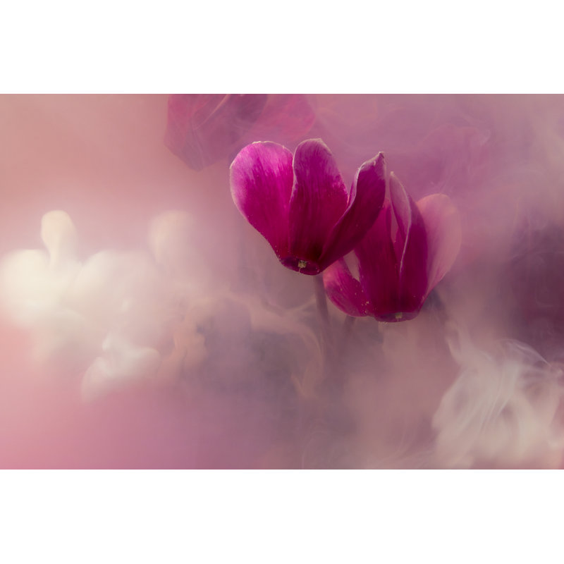 Violets Cyclamen by Axllll - Wrapped Canvas Print, 20cm H x 30cm W x 3.8cm D