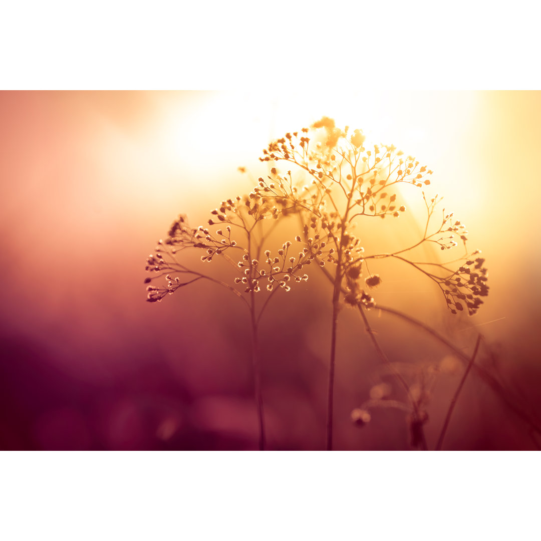 Silhouette einer trockenen Wildblume