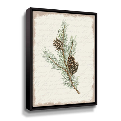 Pine Cone Botanical II Gallery