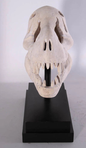 Jahda T-Rex Dinosaur Skull Life Size Statue