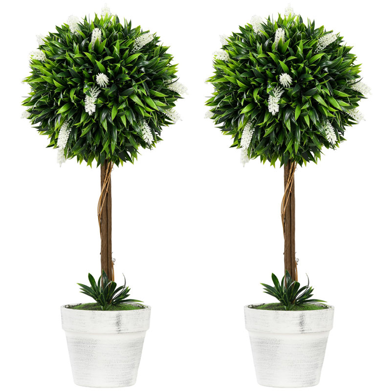 60cm Plant