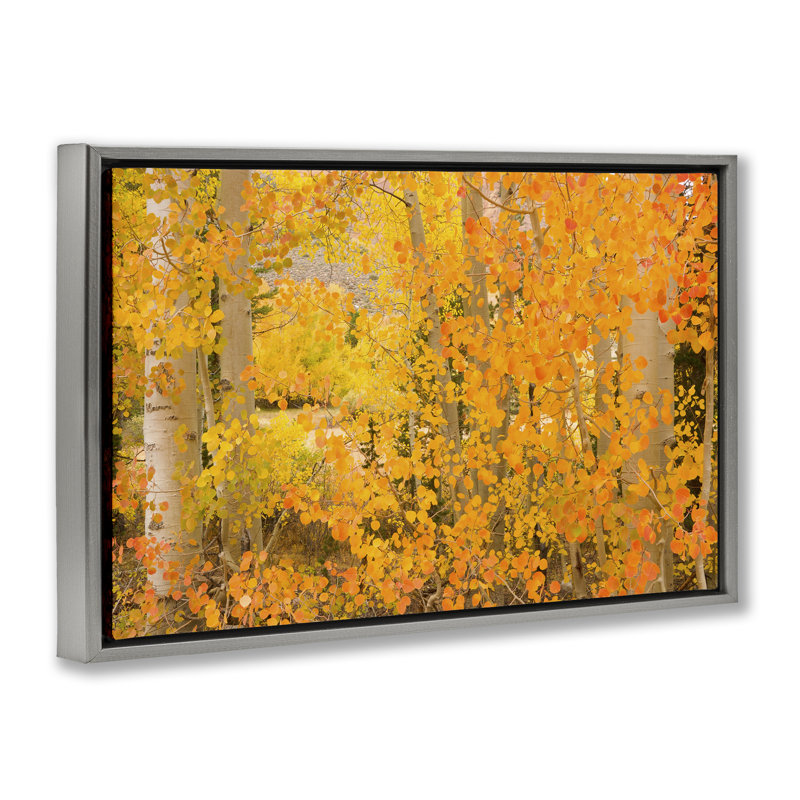 Toile flottante «Dense Birch Foliage» par Richard Wong, Cadre flottant gris lustré, H 21 po x l 31 po