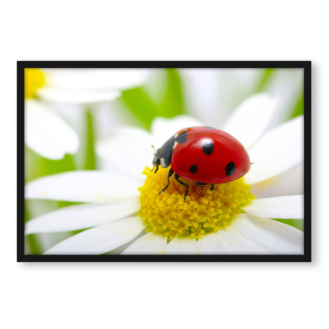 Gerahmtes Foto "Marienkäfer auf einem Gänseblümchen"