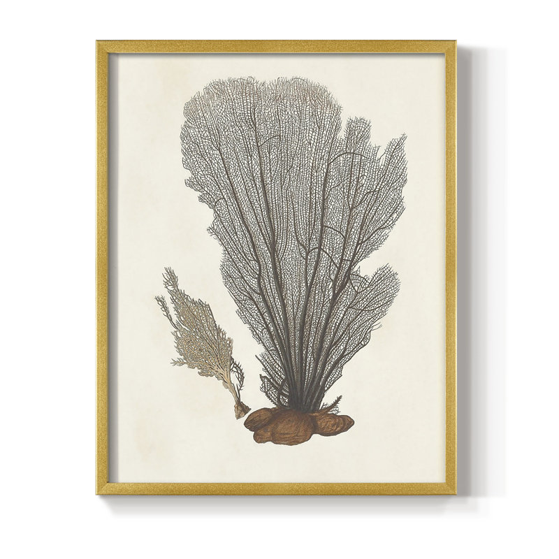 Knorr Shells & Coral III, reproduction encadrée - bois massif, Or, H 14 po x l 11 po
