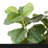Artificial Fiddle Leaf Fig Tree, 6/7 Feet In Pot With Dried Moss, For Indoor House Home Office Store, Potted Ficus Lyrata Faux Tree, Fake Plant Modern Decoration Gift For Housewarming-1295184712