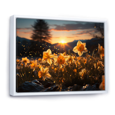 Daffodils Field Sunset I - impression