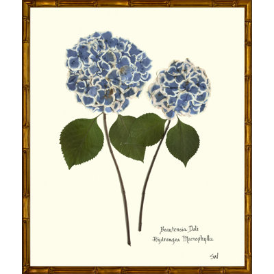 Double Blue + White Hydrangea
