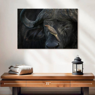 Brampt Bird On Buffalo