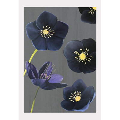 Black Hellebore Print
