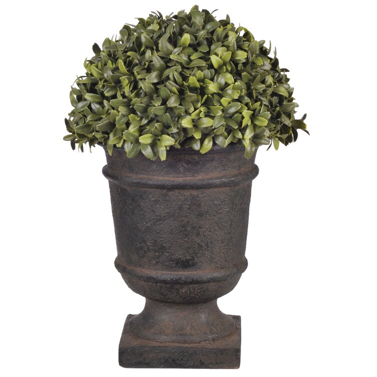 Charlton Home® 13'' Faux Boxwood Topiary in Urn & Reviews | Wayfair