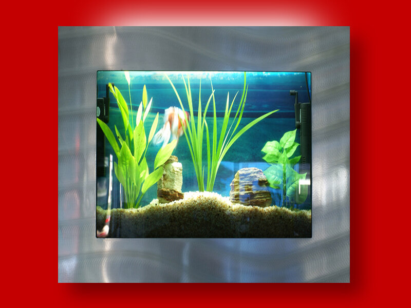 Tucker Murphy Pet™ Angelica 4 Gallon Wall Mounted Aquarium Tank