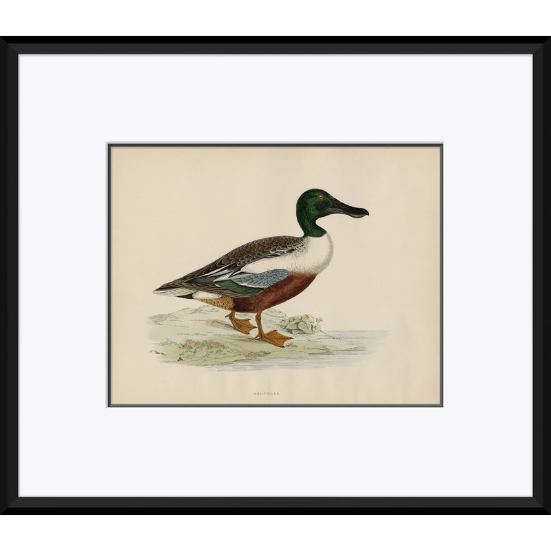 «Duck Series: Shoveler» par Paul Cezanne - Cadre photo, impression sur papier
