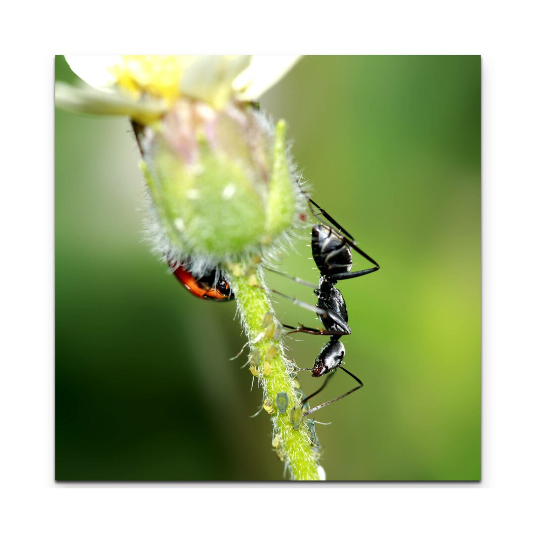 Leinwandbild Ameise und Käfer auf einer Blume