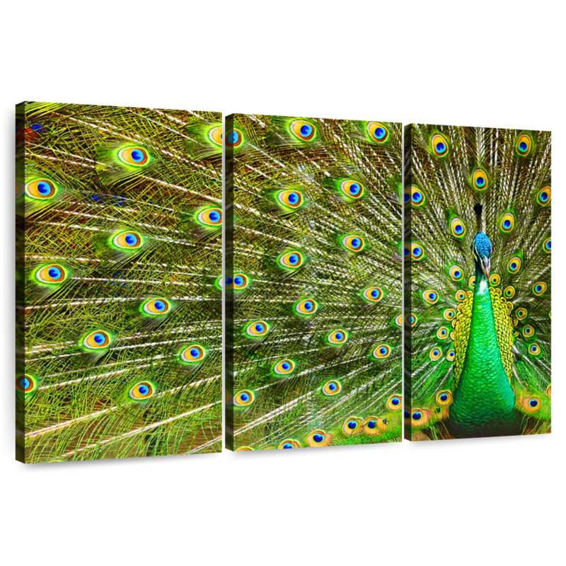 Brampt Showing Off Peacock Feathers, 24" H x 38" W