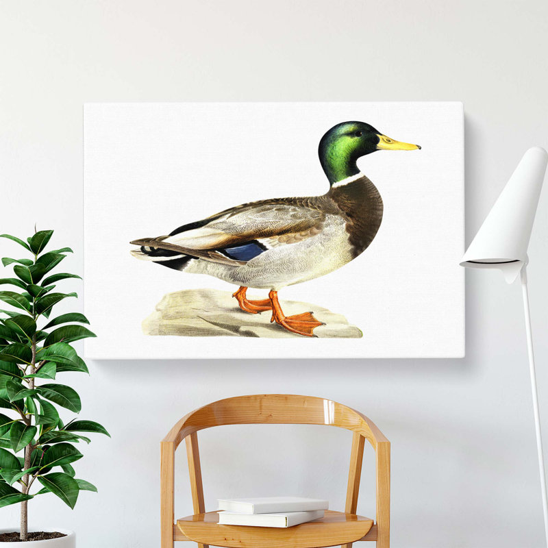 A Mallard Duck - Wrapped Canvas Painting, 35 cm H x 50 cm W