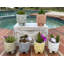 Jardinières en pot-1555823124-1555823127