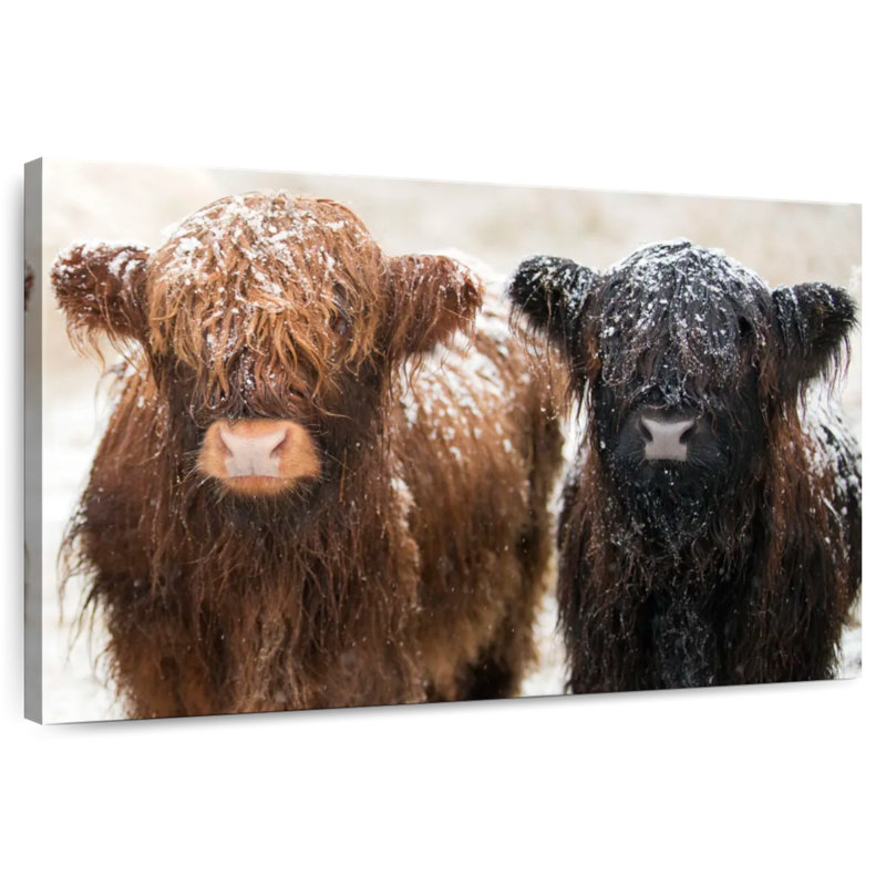 Brampt Hairy Highland Cows, 8" H x 12" W