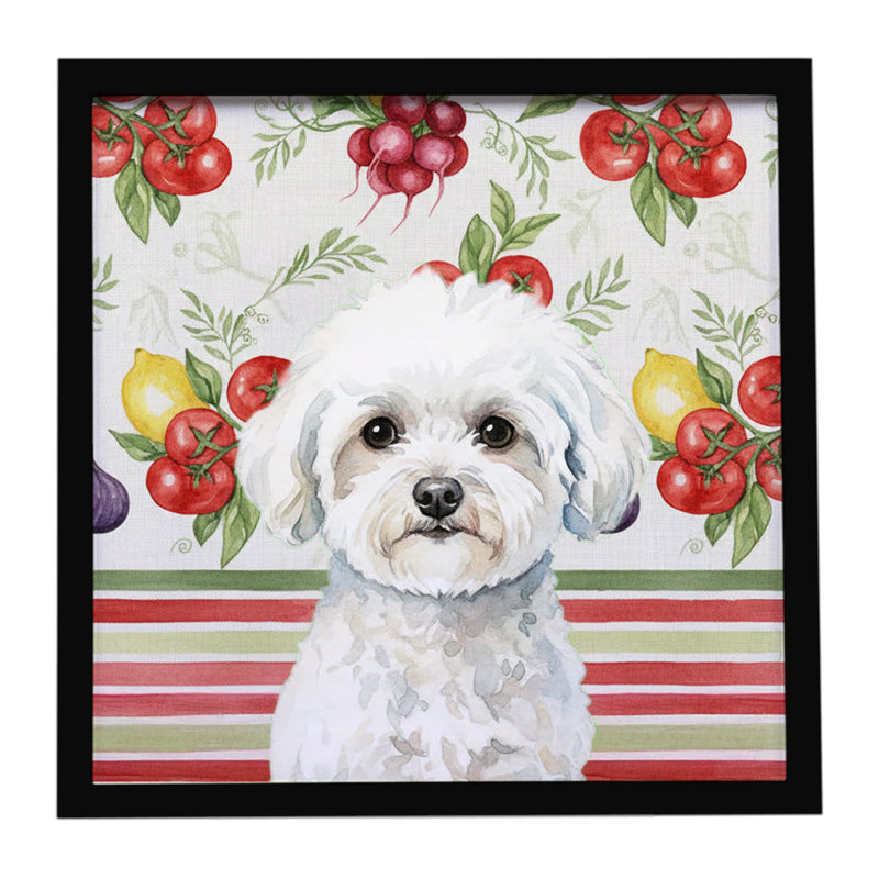 Bichon frisé, légumes, impression sur métal encadrée
