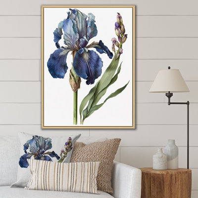 " Blue Iris Botanical Illustration "