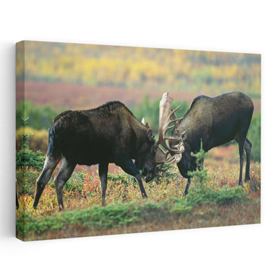 Paire de taureaux ornementaux, toundra couleur automne, parc national Denali, Alaska, États-Unis, taureau contemporain, automne, art mural