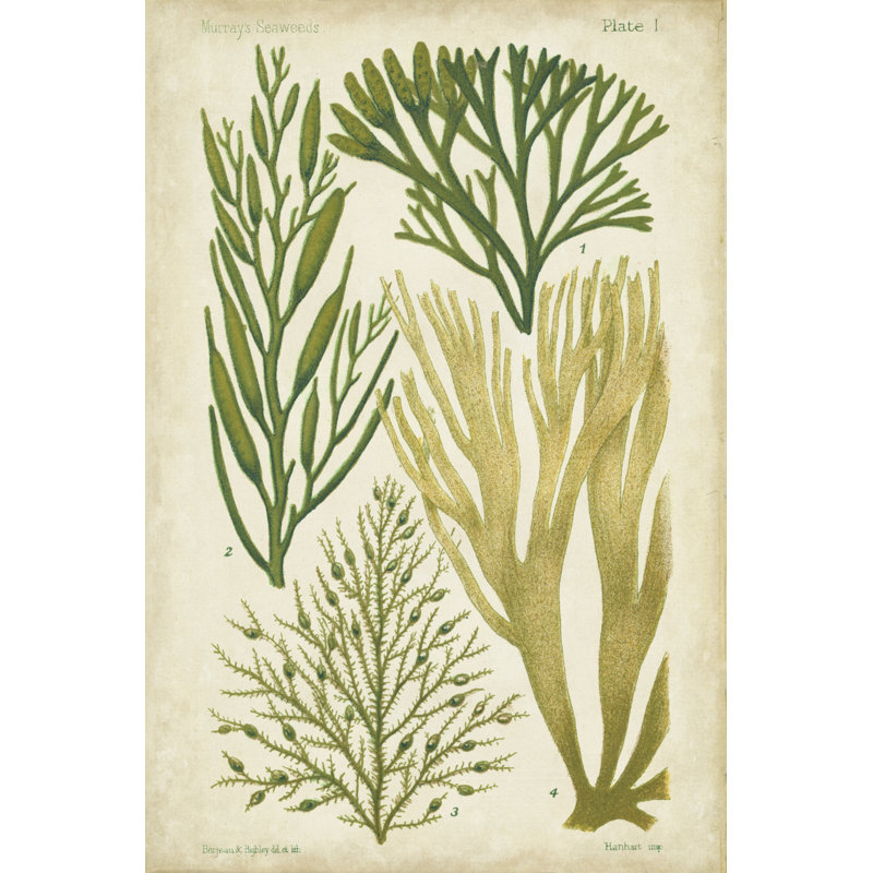 Seaweed Specimen In Green III - Wrapped Canvas Print, 30cm H x 20cm W