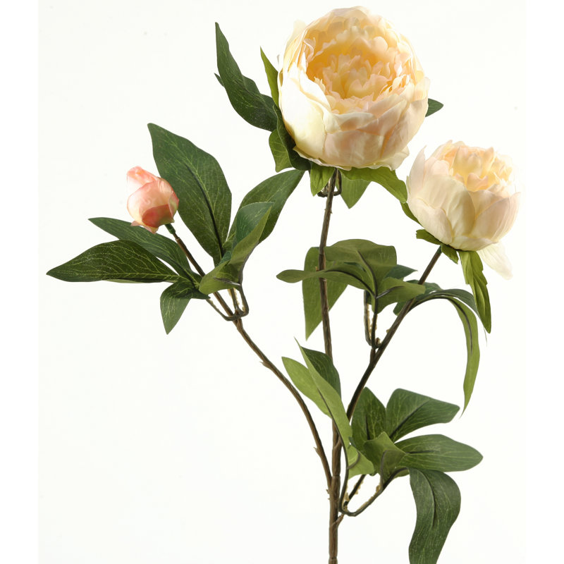 Peony Arrangement, Cream