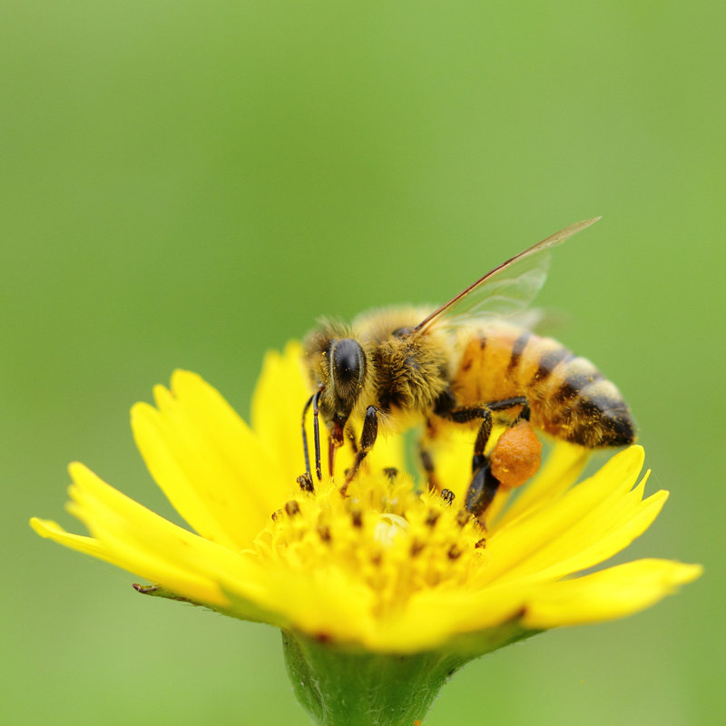 Bee Insect by ShutterOK - Wrapped Canvas Print, 122cm H x 122cm W