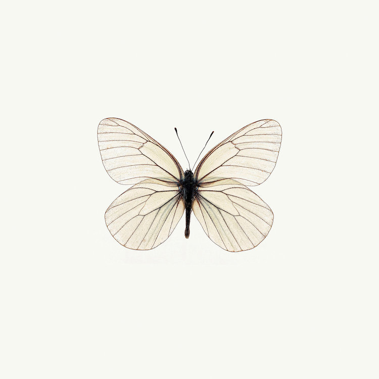« white papillon », impression sur toile, H 16 po x l 16 po x P 1 po, Papier d'art encadré noir, Blanc