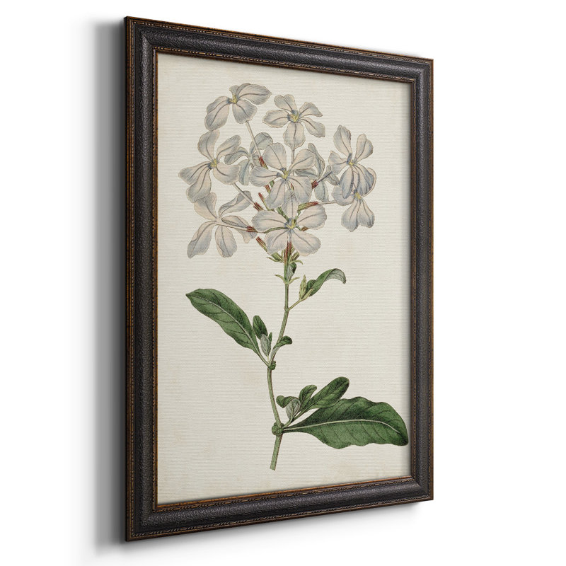 Toile encadrée de qualité supérieure Antique Botanical Collection, H 27 po x l 18 po x P 1 po