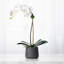 Arrangement floral orchidée en pot-70050655