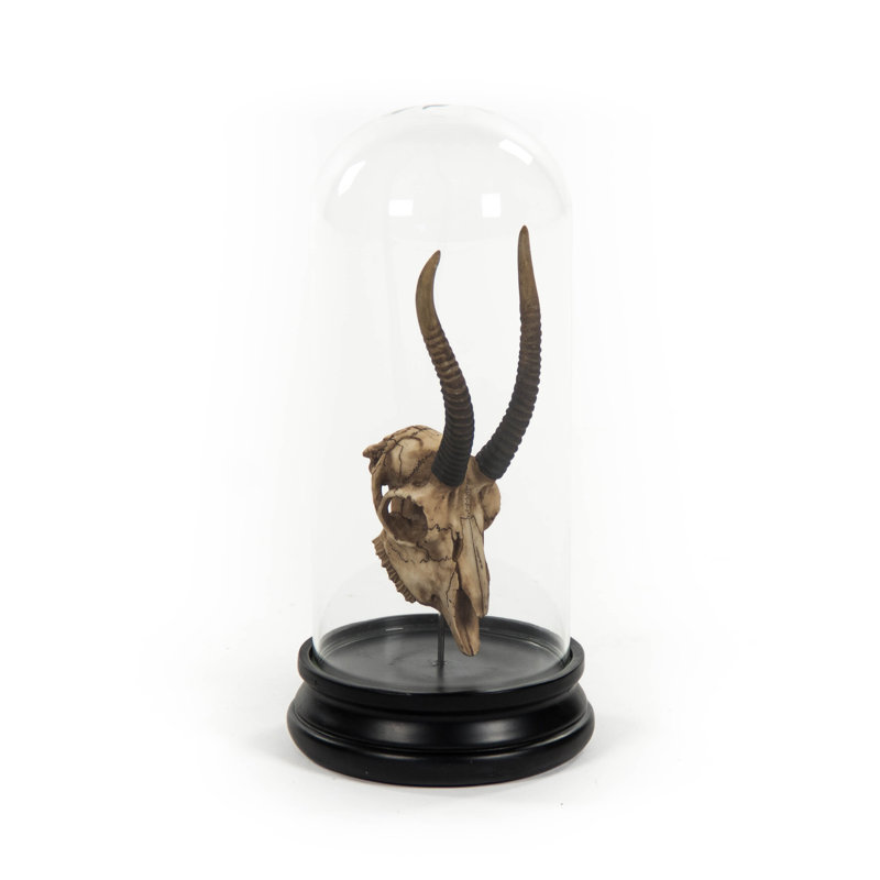 Crâne de gazelle avec verre en forme de cloche