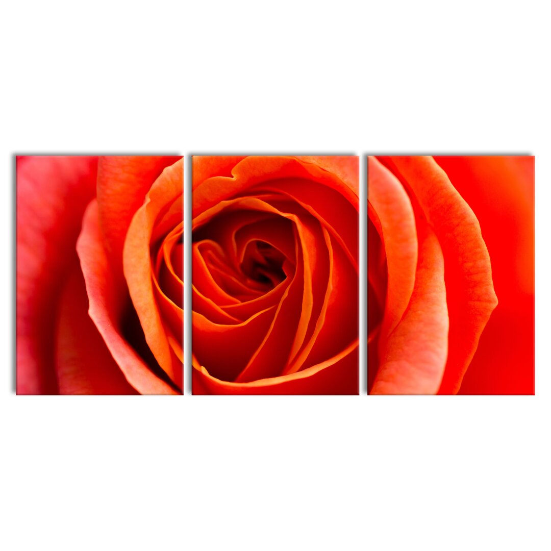 3-tlg. Leinwandbilder-Set Detailed Red Rose Flower