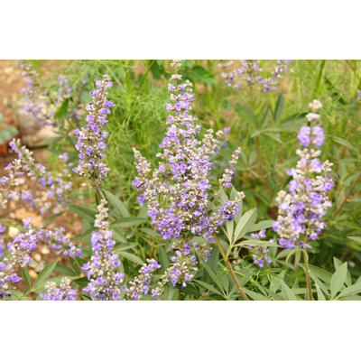 Vitex Agnus Castus by Basieb