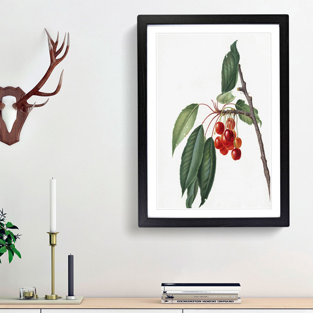 Sweet Cherry Tree by Giorgio Gallesio - Picture Frame Art Print