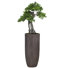 50 " H Faux Bonsai Tree in Fiberstone Planter